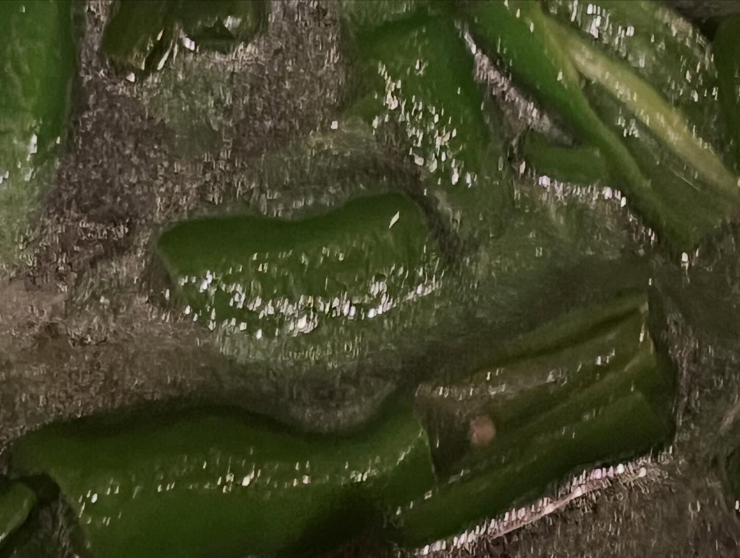 夏がくる